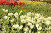 Botanischer Garten Botanischer Garten