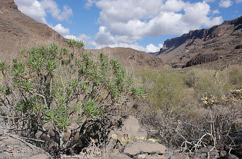 Barranco de Fataga