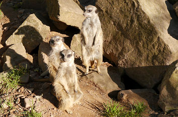 Tierpark Sababurg