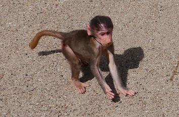 Affe im Tierpark