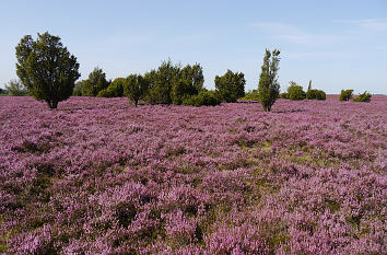 Heidelandschaft Lüneburger Heide