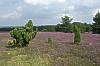 Lüneburger Heide Lüneburger Heide
