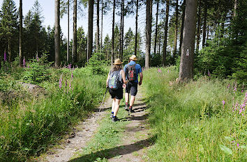 Rothaarsteig beim Kahlen Asten