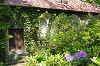 Rhododendren am ehemaligen Kuhstall Rhododendren am ehemaligen Kuhstall