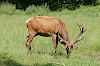 Wildpark Christianental Wildpark Christianental