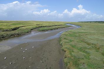 Salzwiesen bei St. Peter-Ording